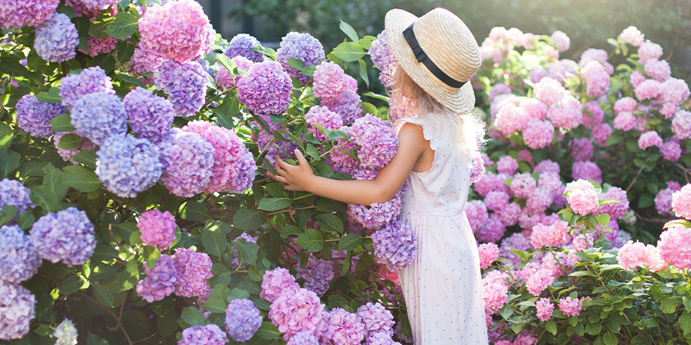 The Hydrangea Handbook: How To Grow and Maintain Your Hydrangeas