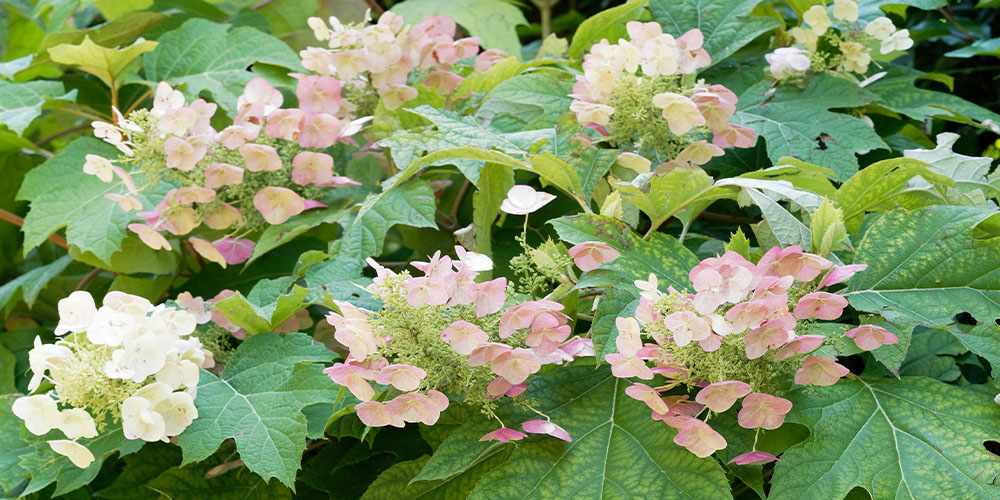 Pine Hills Nursery -Hydrangea Care Guide-oakleaf hydrangea