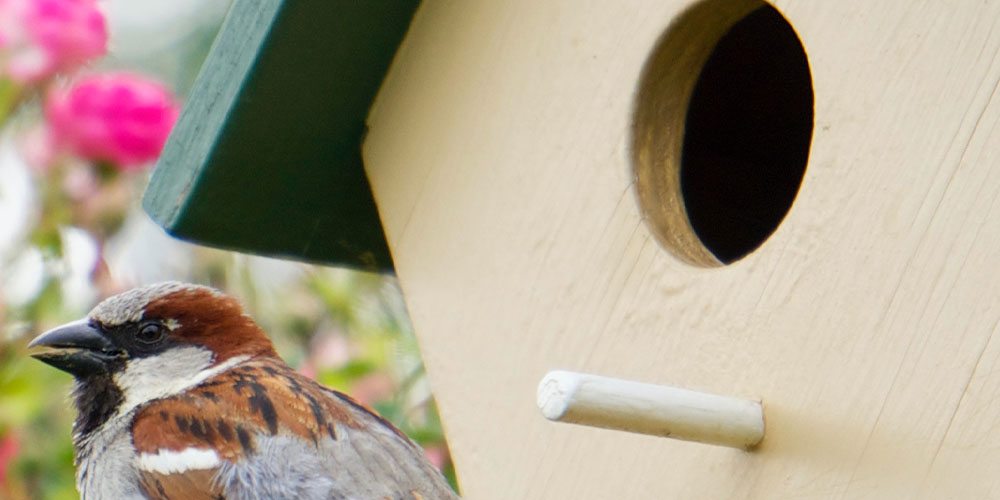 Pine Hills Nursery-Mississippi - Attract Birds to Your Yard With the Kids -bird house perch