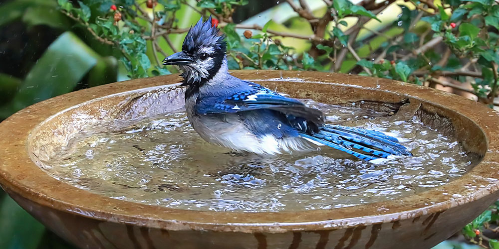 Pine Hills Nursery-Mississippi - Attract Birds to Your Yard With the Kids -blue jay in bird bath