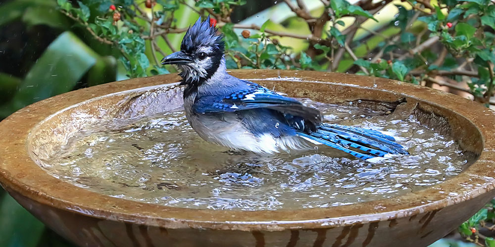 Pine Hills Nursery-Mississippi - Attract Birds to Your Yard With the Kids -blue jay in bird bath