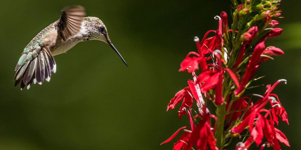 Pine Hills Nursery-Mississippi - Attract Birds to Your Yard With the Kids -cardinal flower attracting hummingbird