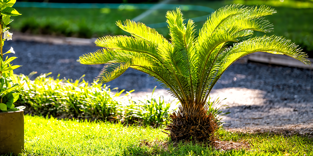 Pine-Hills-Nursery--Palm-Trees-for-Mississippi-sago-palm