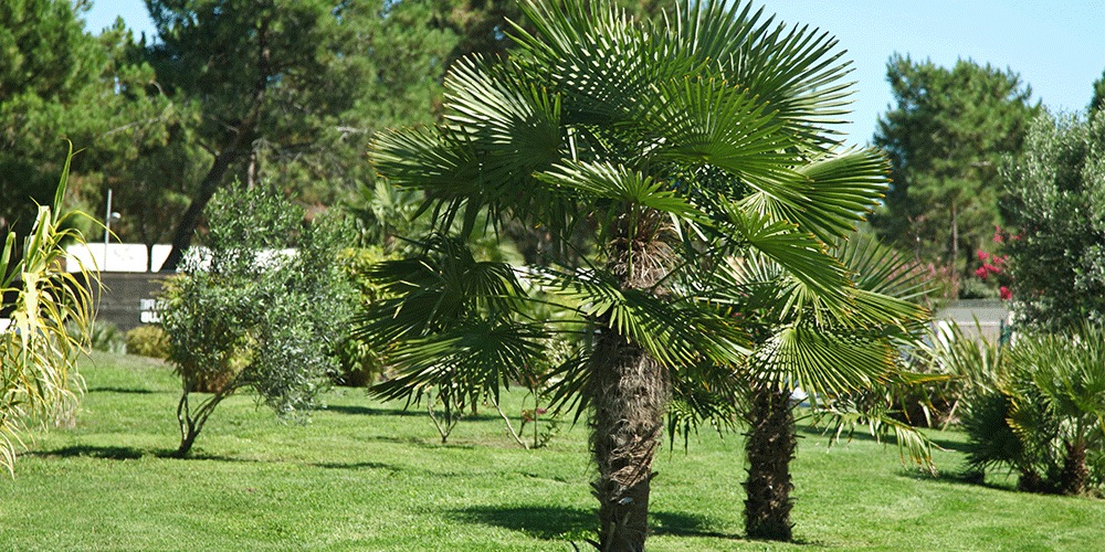 Pine-Hills-Nursery--Palm-Trees-for-Mississippi-windmill-palm