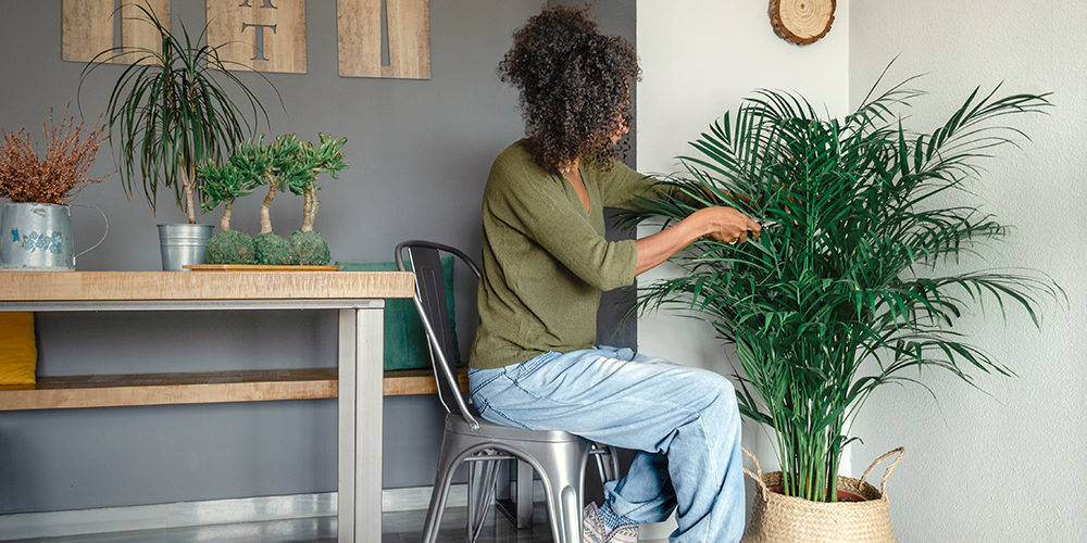 Pine-Hills-Nursery--Palm-Trees-for-Mississippi-woman caring for indoor palm