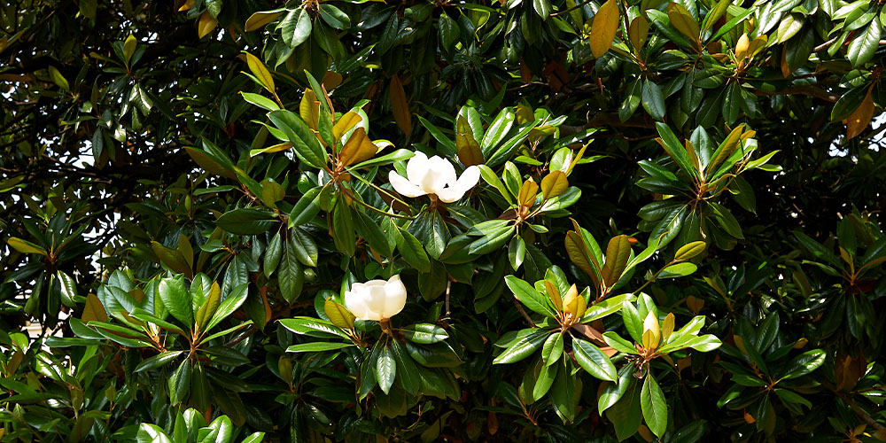 Pine Hills Nursery-Mississippi- How To Grow Magnolia Grandiflora-foliage of Magnolia Grandiflora