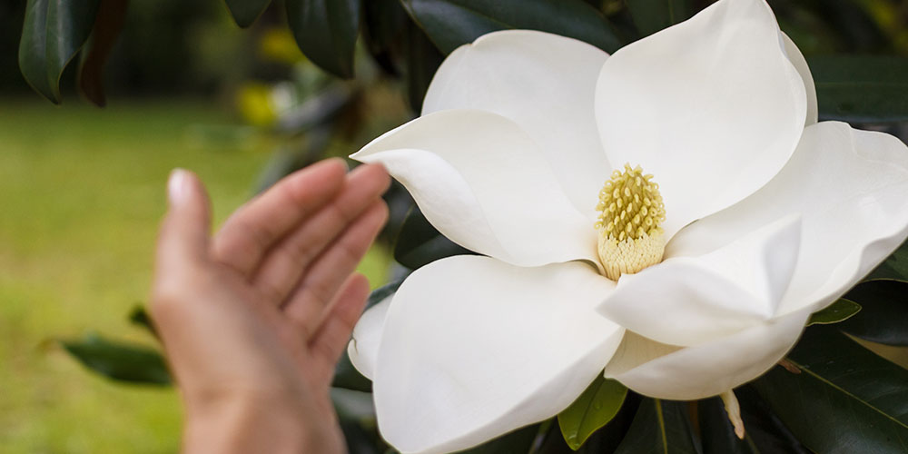 Pine Hills Nursery-Mississippi- How To Grow Magnolia Grandiflora-magnolia grandiflora white flower