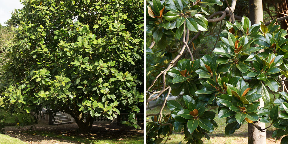 Pine Hills Nursery-Mississippi- How To Grow Magnolia Grandiflora-tree of Magnolia Grandiflora