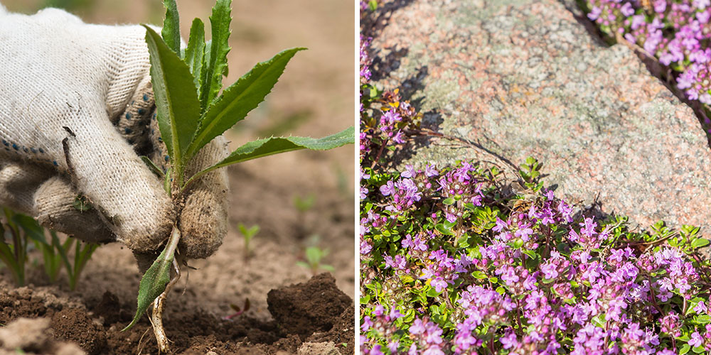 Pine Hills Nursery-Mississippi- How to Design a Kid Friendly Garden-creeping thyme and pulling weeds in garden