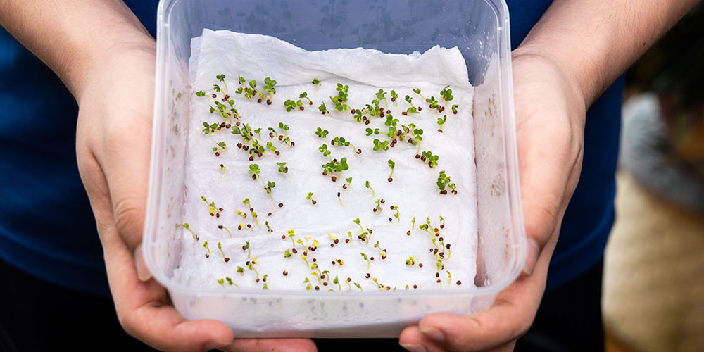 Pine Hills Nursery-Mississippi- How to Design a Kid Friendly Garden-seed sprouting in damp paper towel