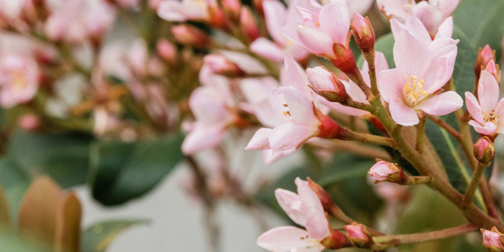 Gorgeous Flowering Shrubs to Brighten Your Garden