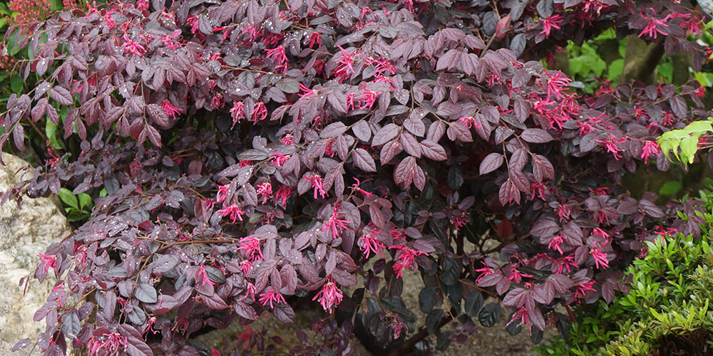 Pine Hills Nursery-Mississippi- Flowering Shrubs for Colorful Interest-Loropetalum