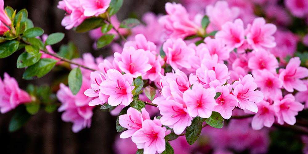 Pine Hills Nursery-Mississippi- Flowering Shrubs for Colorful Interest-azalea