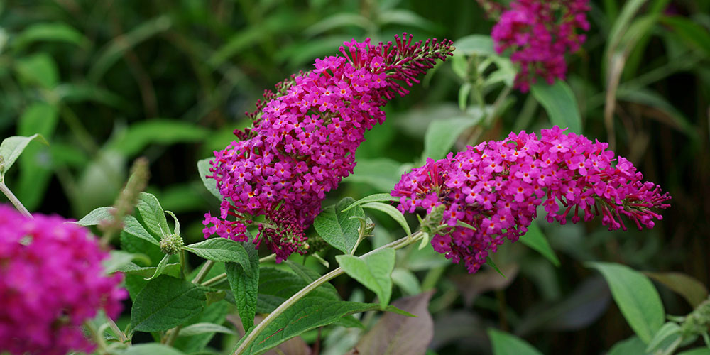 Pine Hills Nursery-Mississippi- Flowering Shrubs for Colorful Interest-butterfly bush