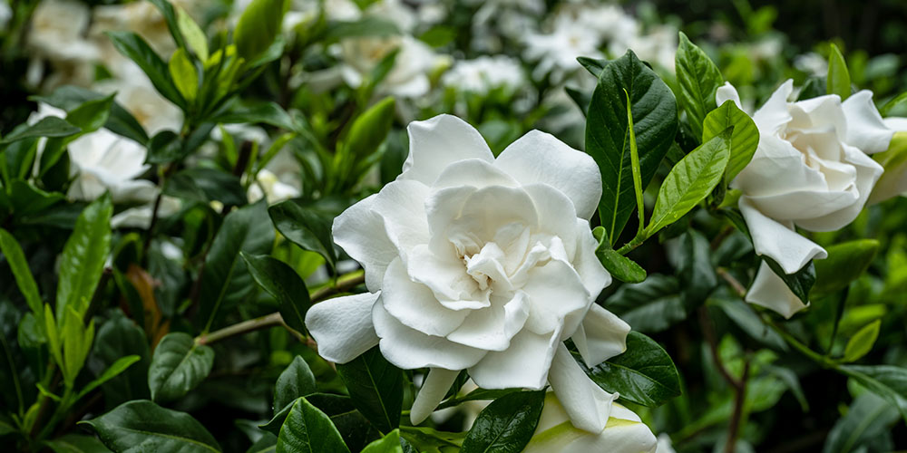 Pine Hills Nursery-Mississippi- Flowering Shrubs for Colorful Interest-gardenia