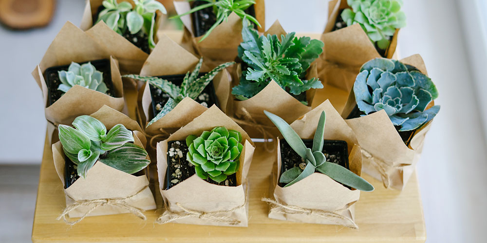 Pine Hills Nursery-Mississippi- Our Favorite Plant Gifts and How to Wrap Them-succulents