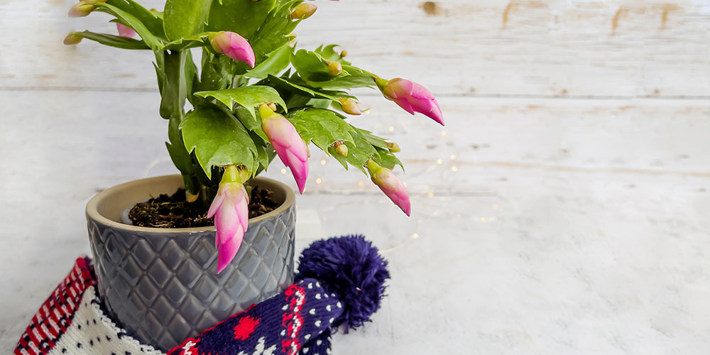 Pine Hills Nursery-Mississippi- Our Favorite Plant Gifts and How to Wrap Them-christmas cactus