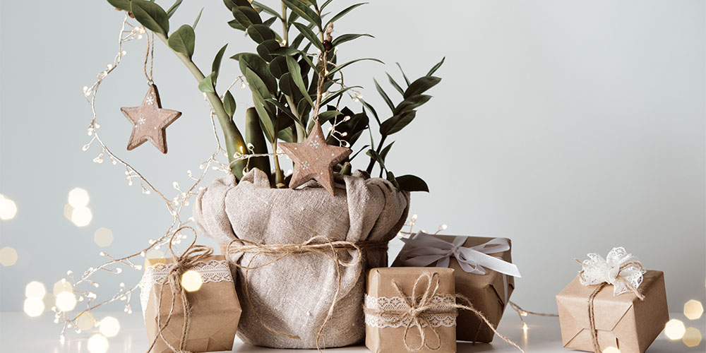 Our Favorite Plant Gifts and How to Wrap Them | Pine Hills Nursery | Blog