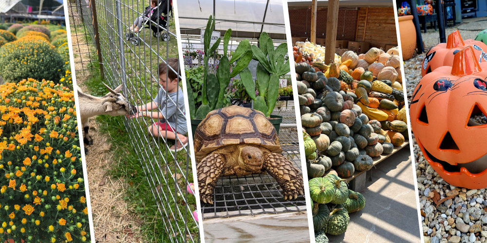 Pine Hills Nursery-Pass Christian-Mississippi-fall fun time with the family collage Pine Hills Nursery-Pass Christian-Mississippi-fall fun time with the family collage