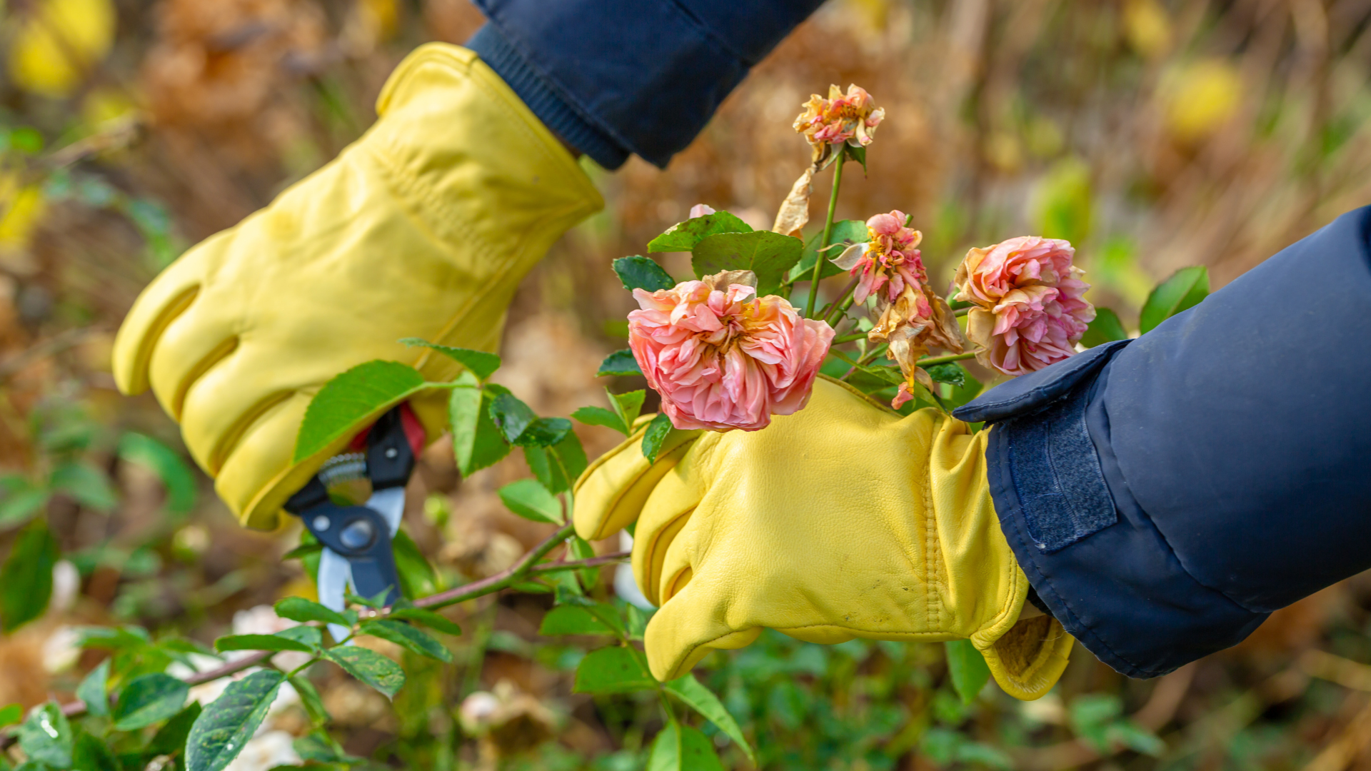 Pine Hills Nursery-Pass Christian-Mississippi-Fall Garden Clean-up Guide-pruning shrubs