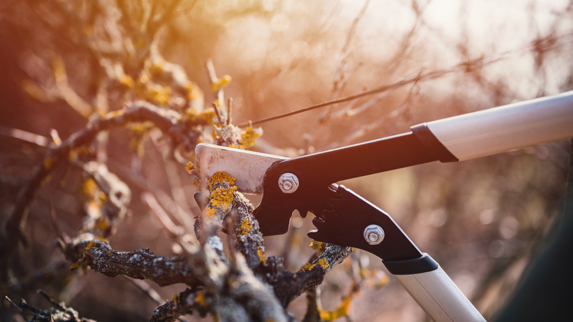 Pine Hills Nursery-Pass Christian-Mississippi-Fall Garden Clean-up Guide-pruning tree Pine Hills Nursery-Pass Christian-Mississippi-Fall Garden Clean-up Guide-pruning tree