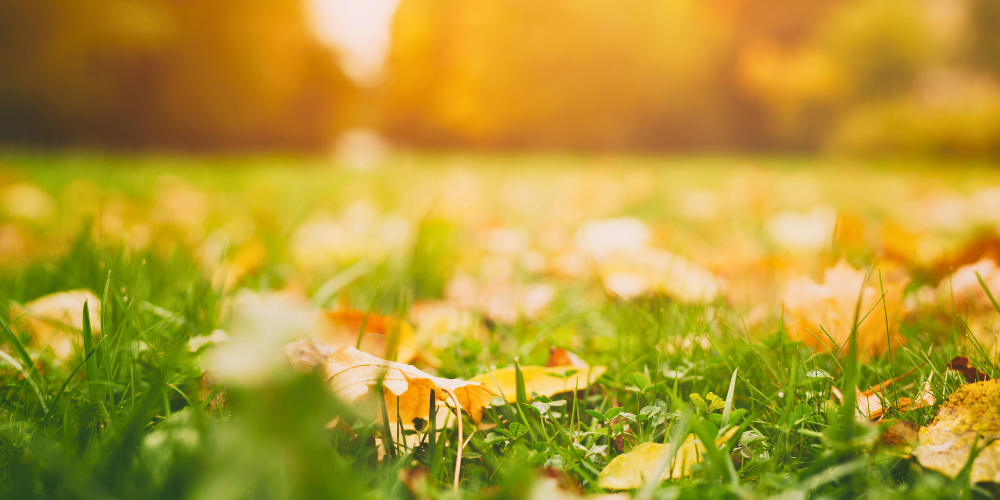 Fall Lawn Care Guide for Mississippi