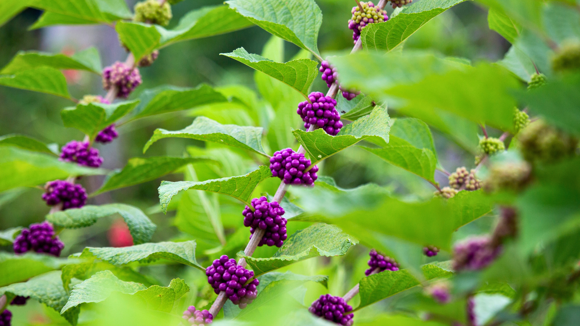 Pine Hills Nursery-Pass Christian-Mississippi-Fall Planting on The Gulf Coast-beautyberry shrub