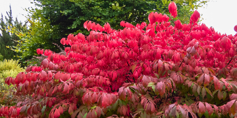 Pine Hills Nursery-Pass Christian-Mississippi-Fall Planting on The Gulf Coast-burning bush