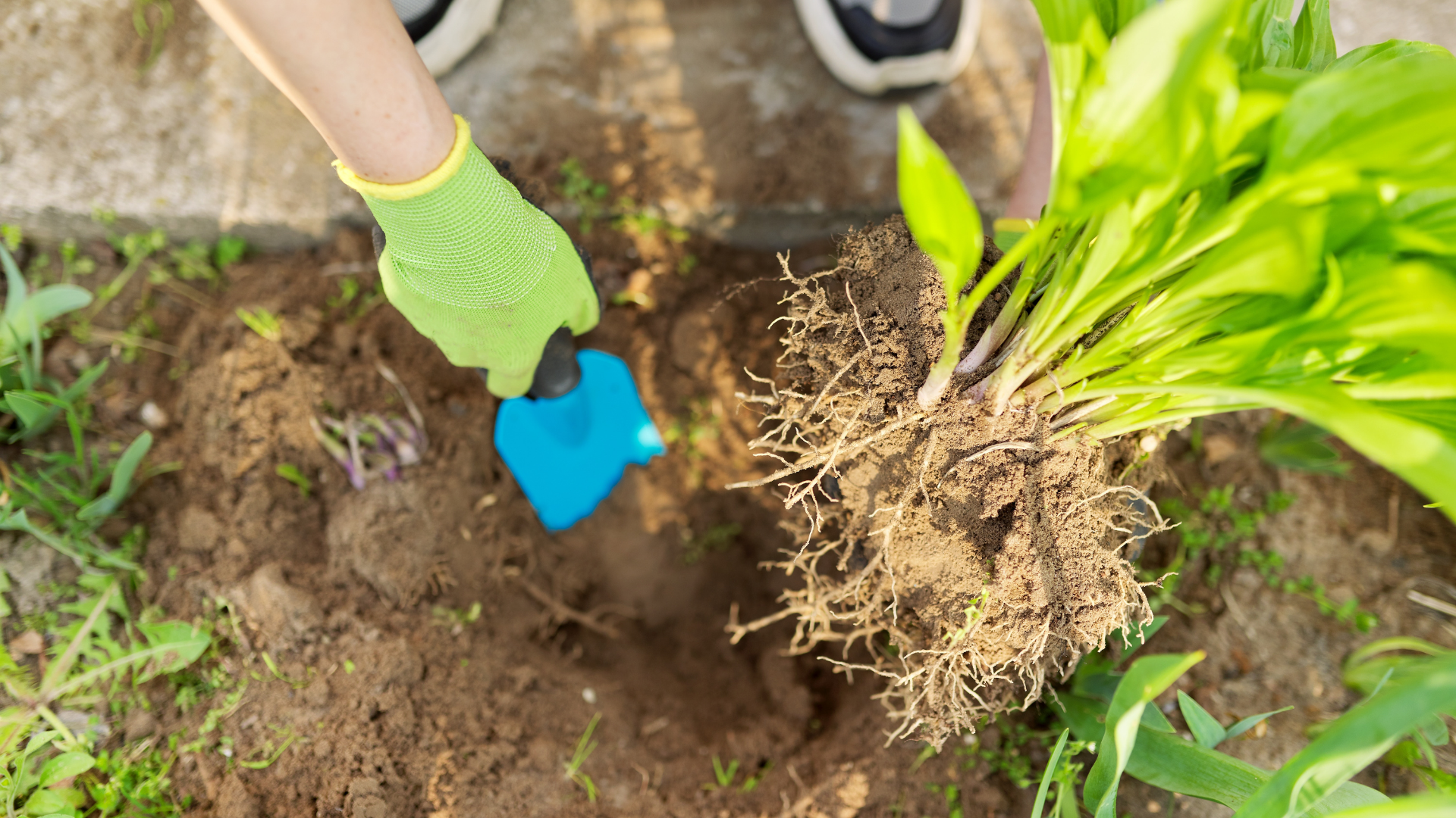 Pine Hills Nursery-Pass Christian-Mississippi-Fall Garden Clean-up Guide-dividing perennials Pine Hills Nursery-Pass Christian-Mississippi-Fall Garden Clean-up Guide-dividing perennials
