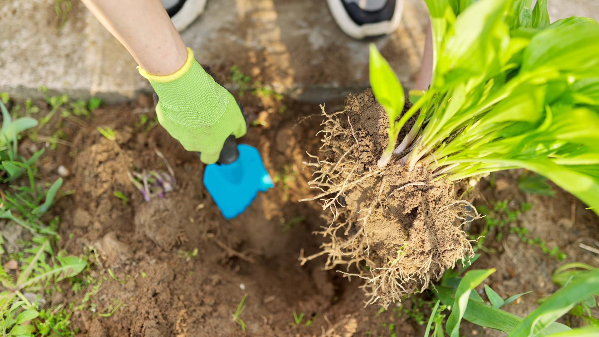 Pine Hills Nursery-Pass Christian-Mississippi-Fall Garden Clean-up Guide-dividing perennials