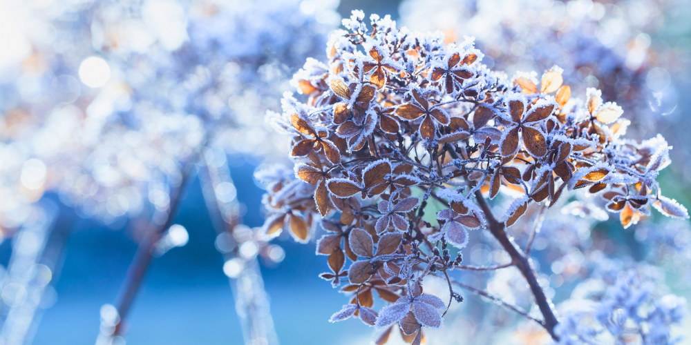 Pine Hills Nursery-Pass Christian-Mississippi-Get the Garden Ready for Winter-frost on hydrangea