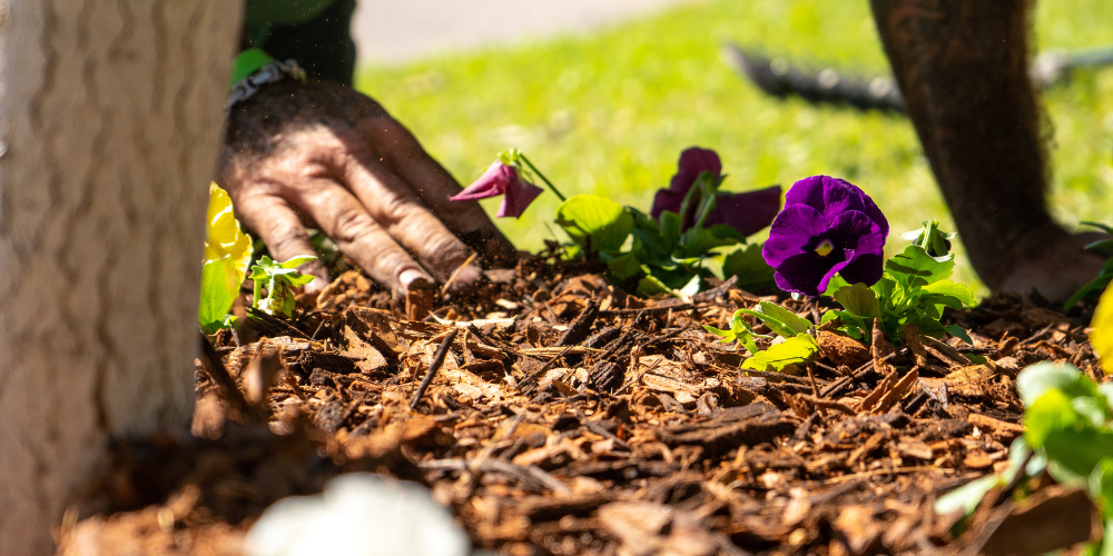 Pine Hills Nursery-Pass Christian-Mississippi-Get the Garden Ready for Winter-mulching garden Pine Hills Nursery-Pass Christian-Mississippi-Get the Garden Ready for Winter-mulching garden
