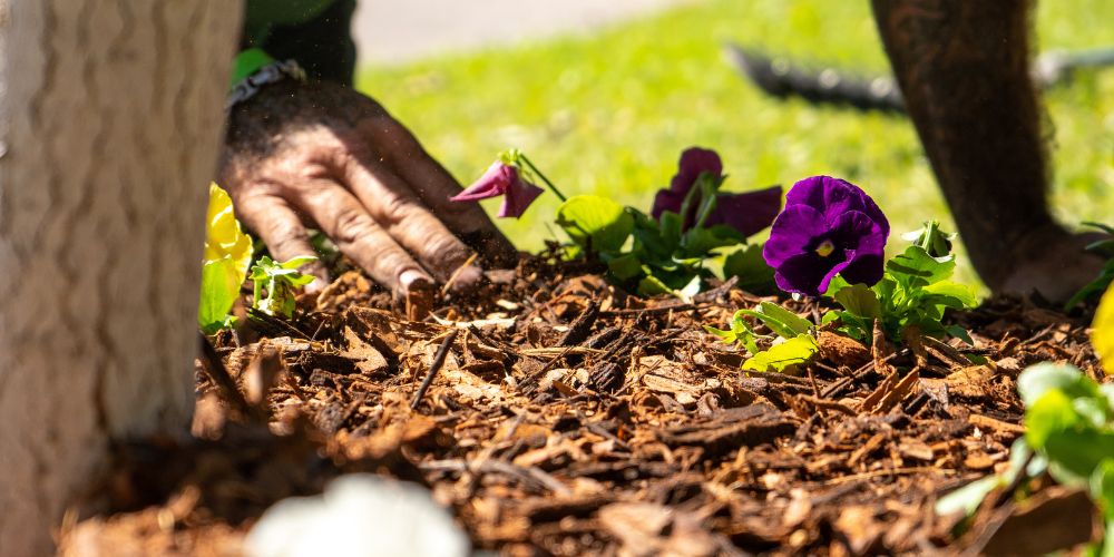 Pine Hills Nursery-Pass Christian-Mississippi-Get the Garden Ready for Winter-mulching garden