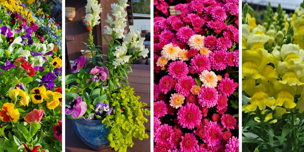 Pine Hills Nursery-Pass Christian-Mississippi- Winterizing the Garden-fall flowers
