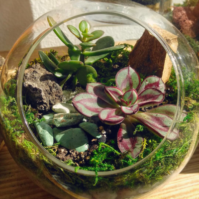 Ticket: Make Your Own Terrarium 2024/07/20 -