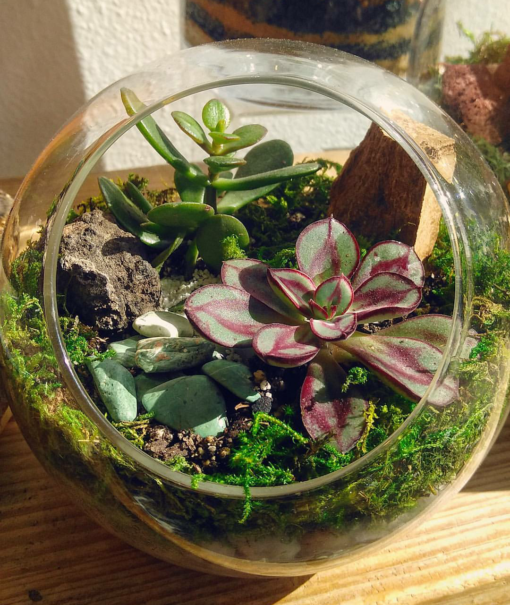 Ticket: Make Your Own Terrarium 2024/07/20 -