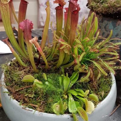 Ticket: Carnivorous Bog Planter 2024/09/21 -