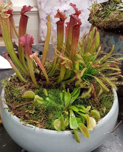 Ticket: Carnivorous Bog Planter 2024/09/21 -